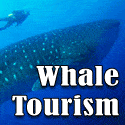 Whales Banner